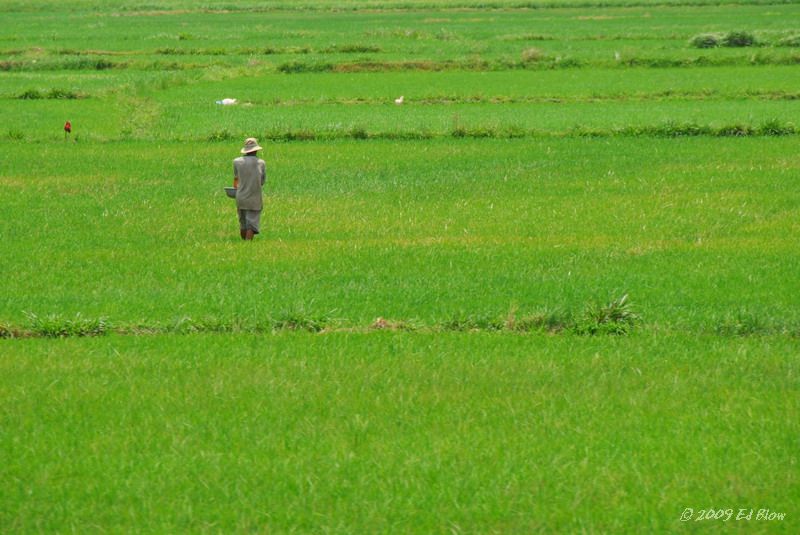 Fields forever.jpg - On the train, Phan Thiet to Saigon